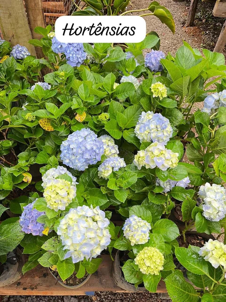 Foto: Hortênsia no viveiro do Horto Moura Brasil (etiqueta: “Hortênsias”).