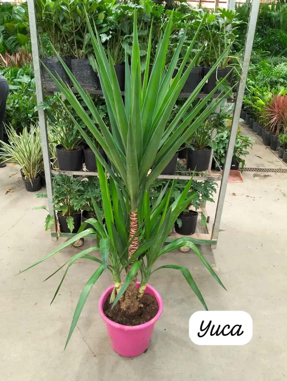 Foto: Iúca no viveiro do Horto Moura Brasil (etiqueta: “Yuca”).