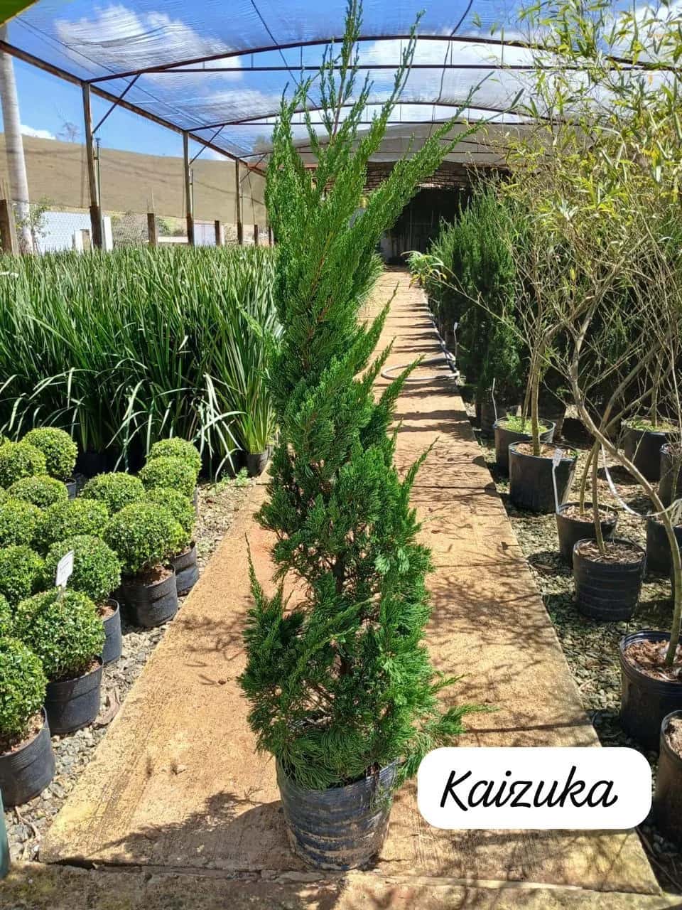 Foto: Kaizuka no viveiro do Horto Moura Brasil (etiqueta: “Kaizuka”).