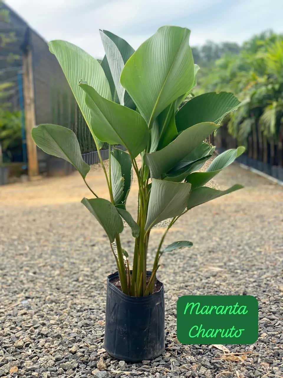 Foto: Maranta-charuto no viveiro do Horto Moura Brasil (etiqueta: “Maranta Charuto”).