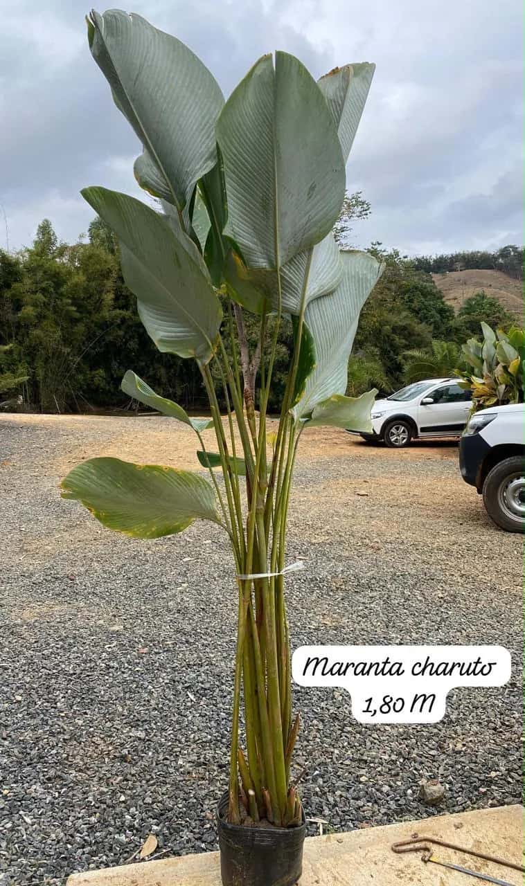 Foto: Maranta-charuto no viveiro do Horto Moura Brasil (etiqueta: “Maranta charuto 1,80 M”).