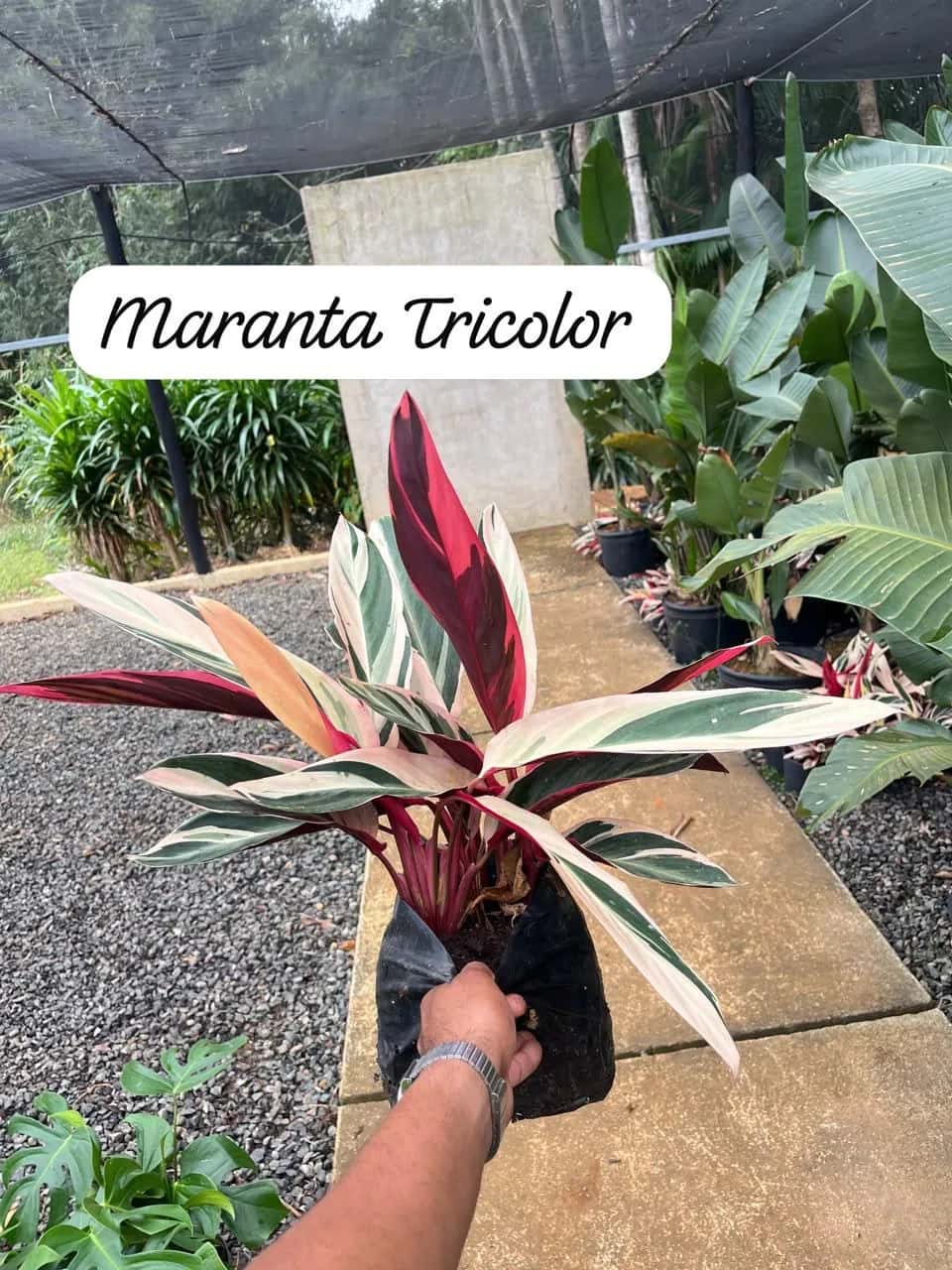 Foto: Maranta tricolor no viveiro do Horto Moura Brasil (etiqueta: “Maranta Tricolor”).