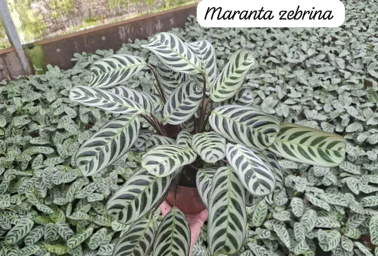 Foto: Maranta zebrina no viveiro do Horto Moura Brasil (etiqueta: “Maranta zebrina”).