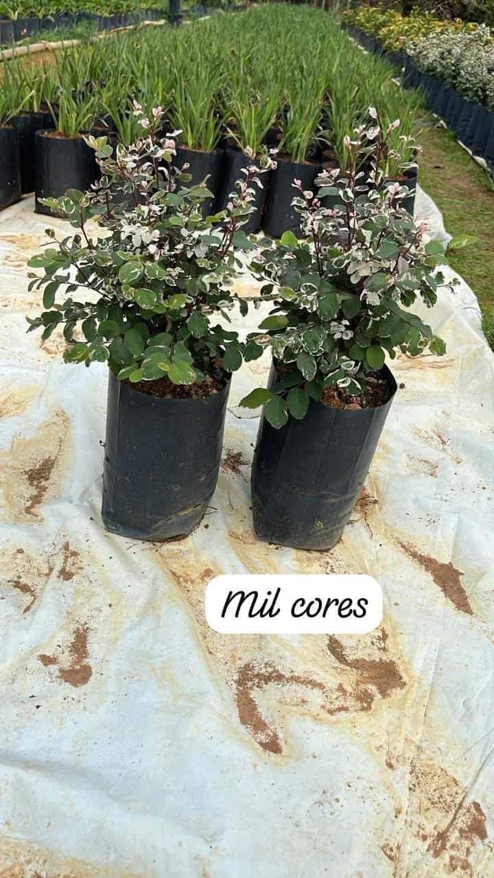 Foto: Mil-cores no viveiro do Horto Moura Brasil (etiqueta: “Mil cores”).