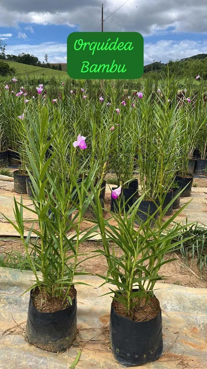 Foto: Orquídea-bambu no viveiro do Horto Moura Brasil (etiqueta: “Orquídea Bambu”).