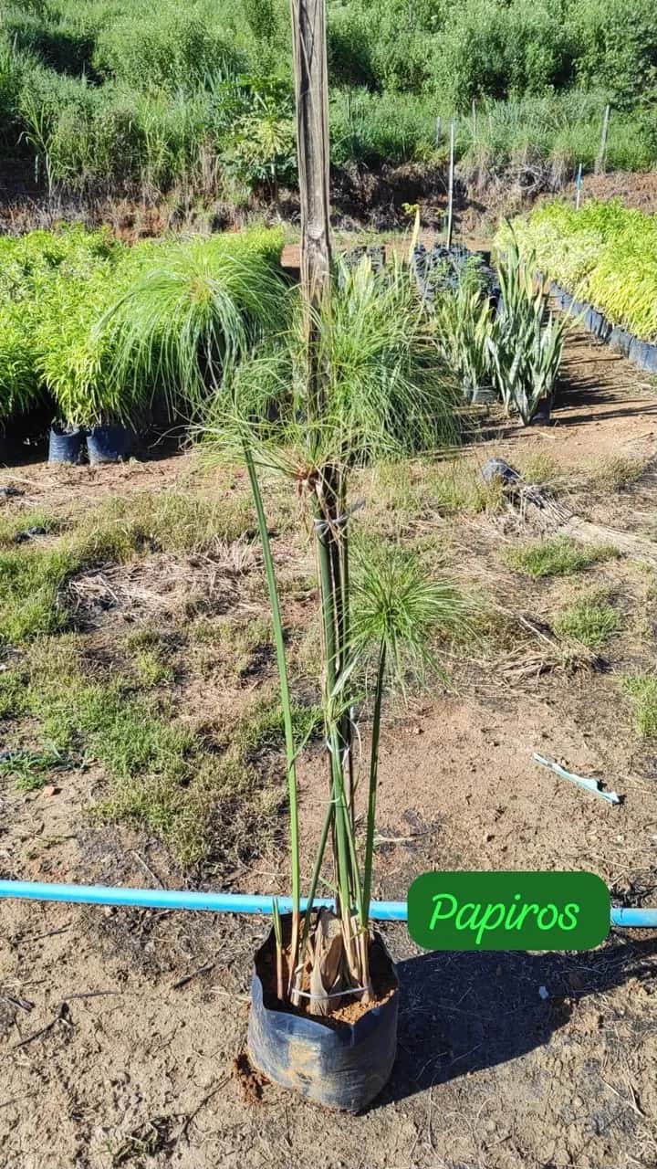 Foto: Papiro no viveiro do Horto Moura Brasil (etiqueta: “Papiros”).