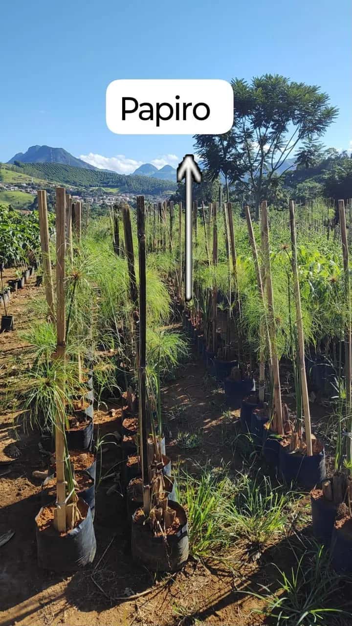 Foto: Papiro no viveiro do Horto Moura Brasil (etiqueta: “Papiro”).