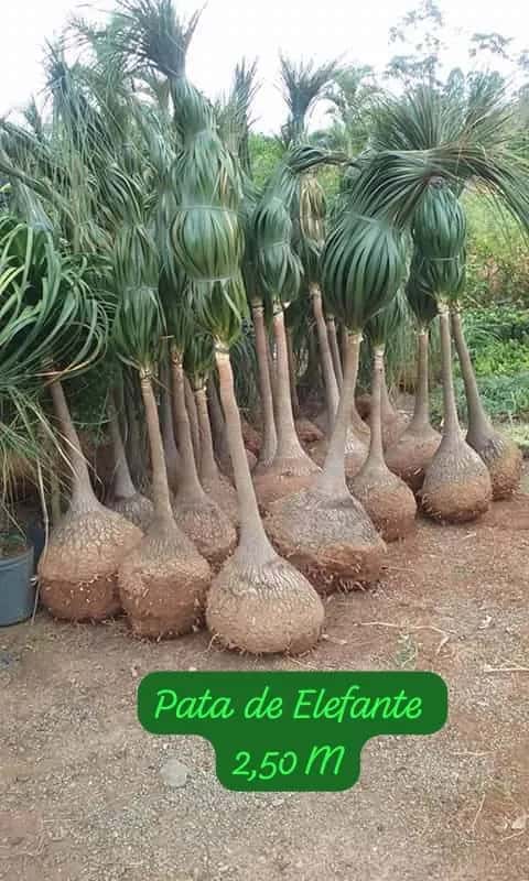 Foto: Pata-de-elefante no viveiro do Horto Moura Brasil (etiqueta: “Pata de Elefante 2,50 M”).