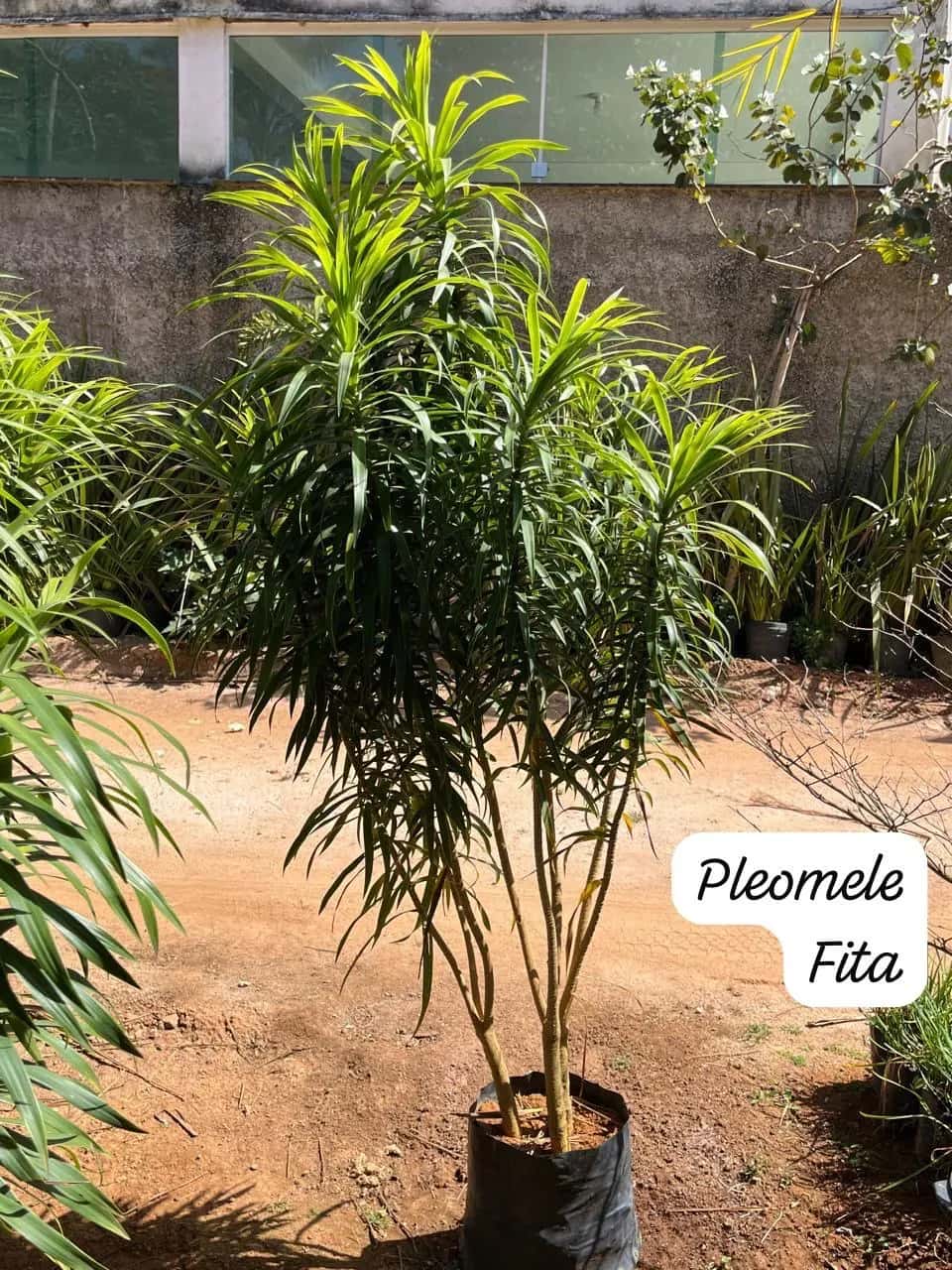Foto: Pleomele fita no viveiro do Horto Moura Brasil (etiqueta: “Pleomele Fita”).