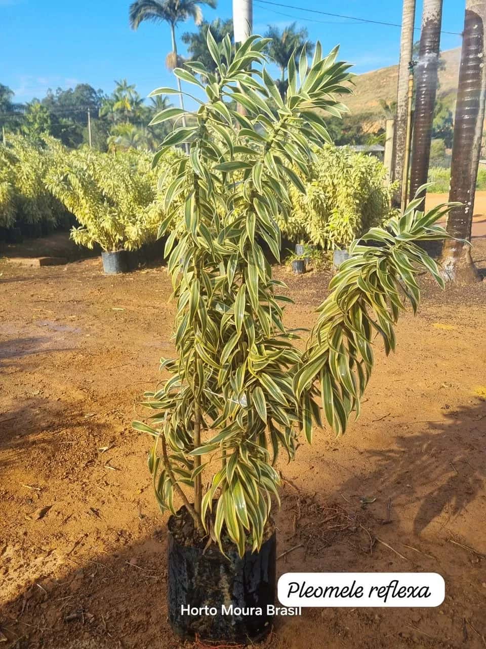 Foto: Pleomele reflexa no viveiro do Horto Moura Brasil (etiqueta: “Pleomele reflexa”).