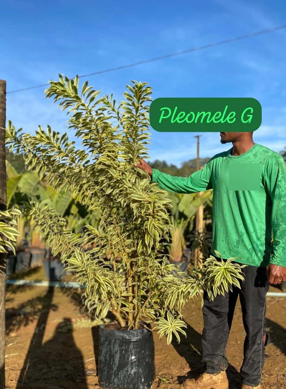 Foto: Pleomele reflexa no viveiro do Horto Moura Brasil (etiqueta: “Pleomele G”).