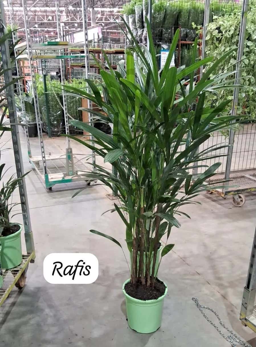Foto: Ráfis no viveiro do Horto Moura Brasil (etiqueta: “Rafis”).