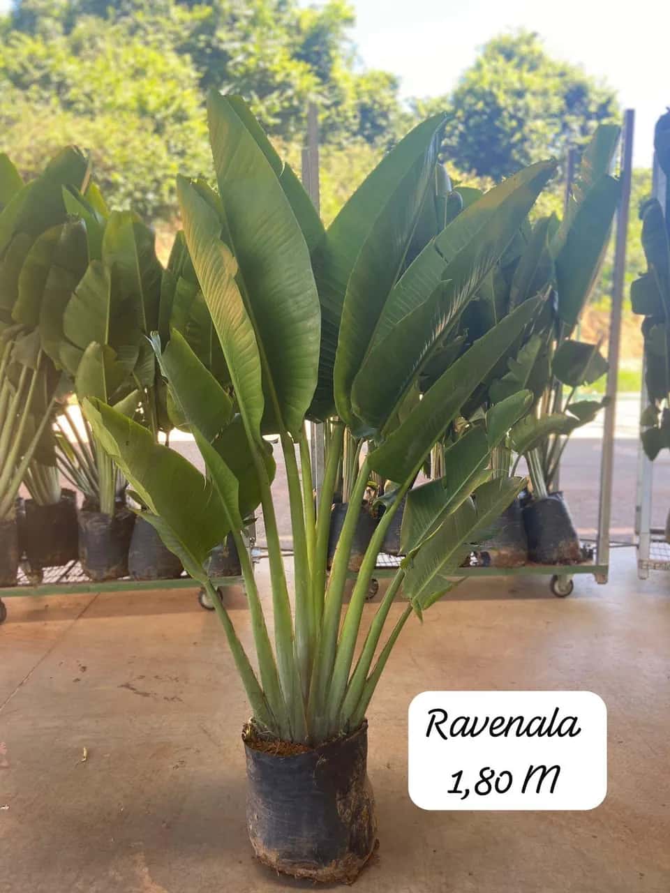 Foto: Ravenala no viveiro do Horto Moura Brasil (etiqueta: “Ravenala 1,80 M”).