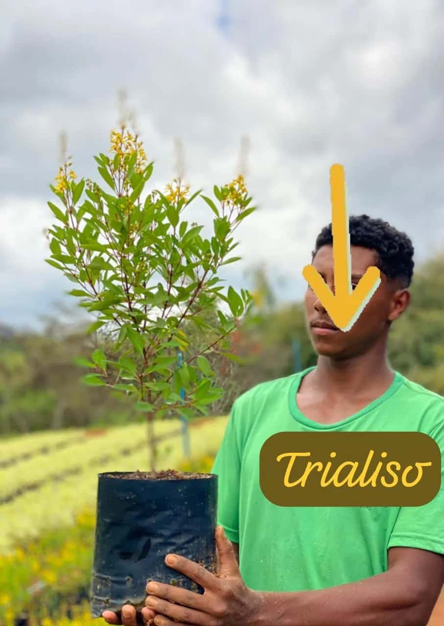 Foto: Triális no viveiro do Horto Moura Brasil (etiqueta: “Trialiso”).