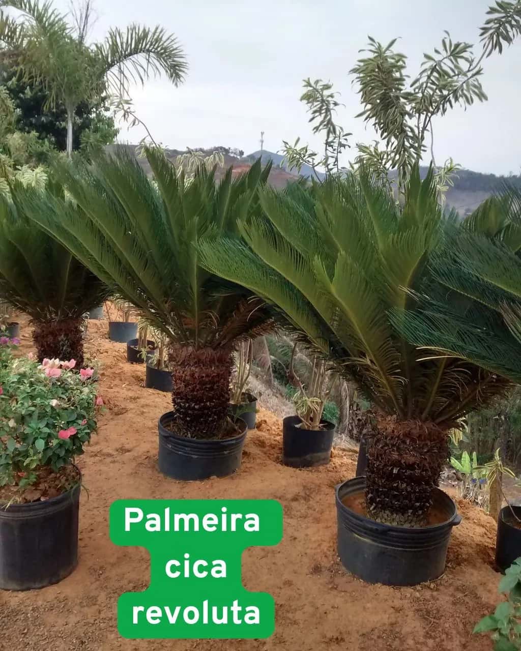 Foto: Cica-revoluta no viveiro do Horto Moura Brasil (etiqueta: “Palmeira cica revoluta”).