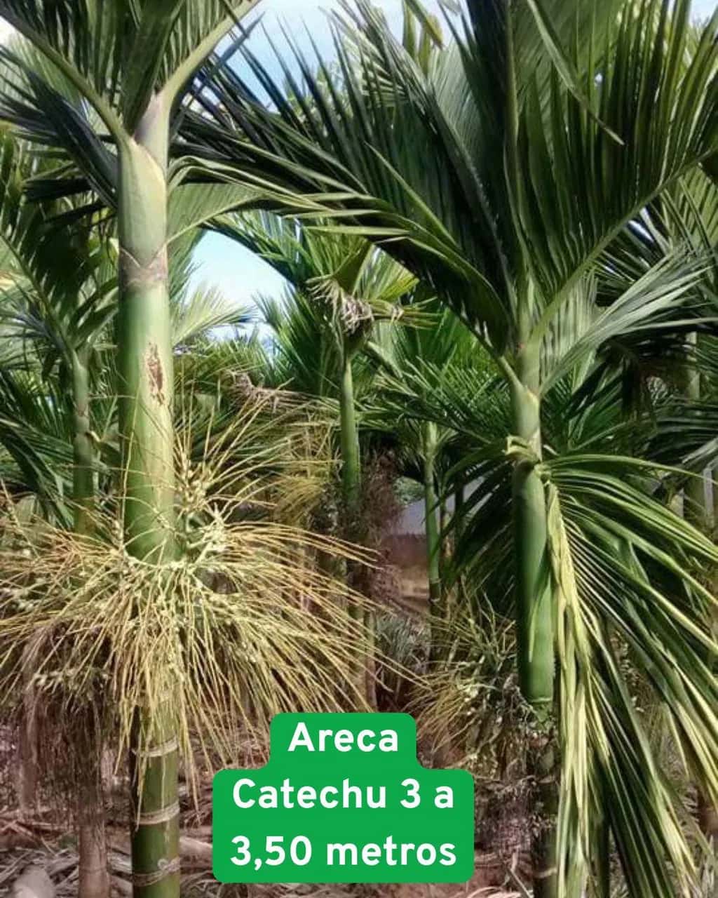Foto: Palmeira-areca-catechu no viveiro do Horto Moura Brasil (etiqueta: “Areca Catechu 3 a 3,50 metros”).
