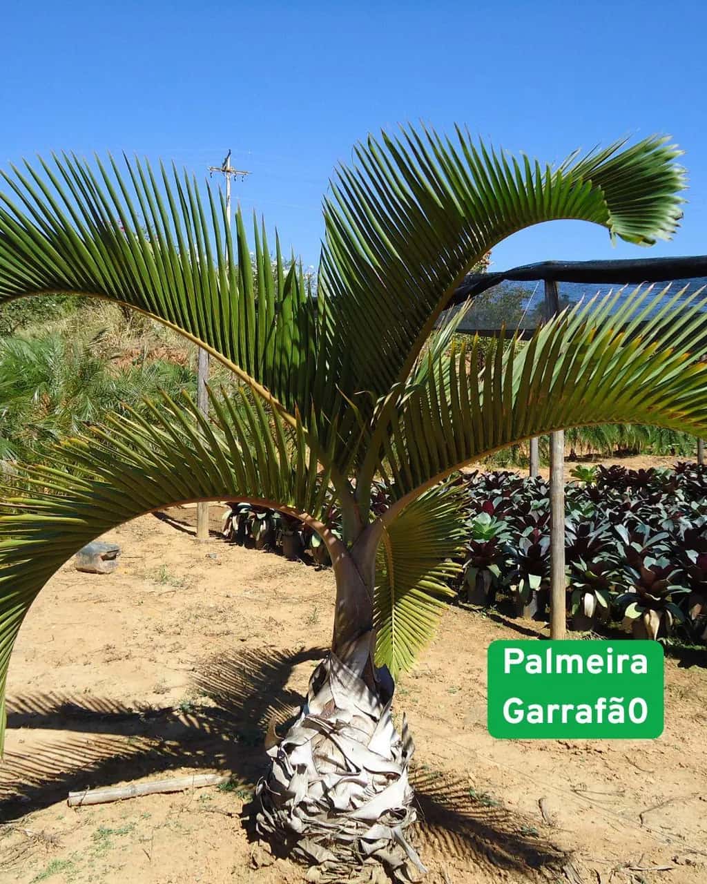 Foto: Palmeira-garrafão no viveiro do Horto Moura Brasil (etiqueta: “Palmeira Garrafão”).