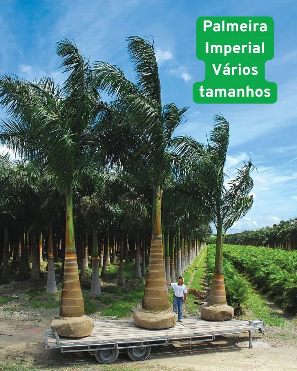 Foto: Palmeira-imperial no viveiro do Horto Moura Brasil (etiqueta: “Palmeira Imperial Vários tamanhos”).