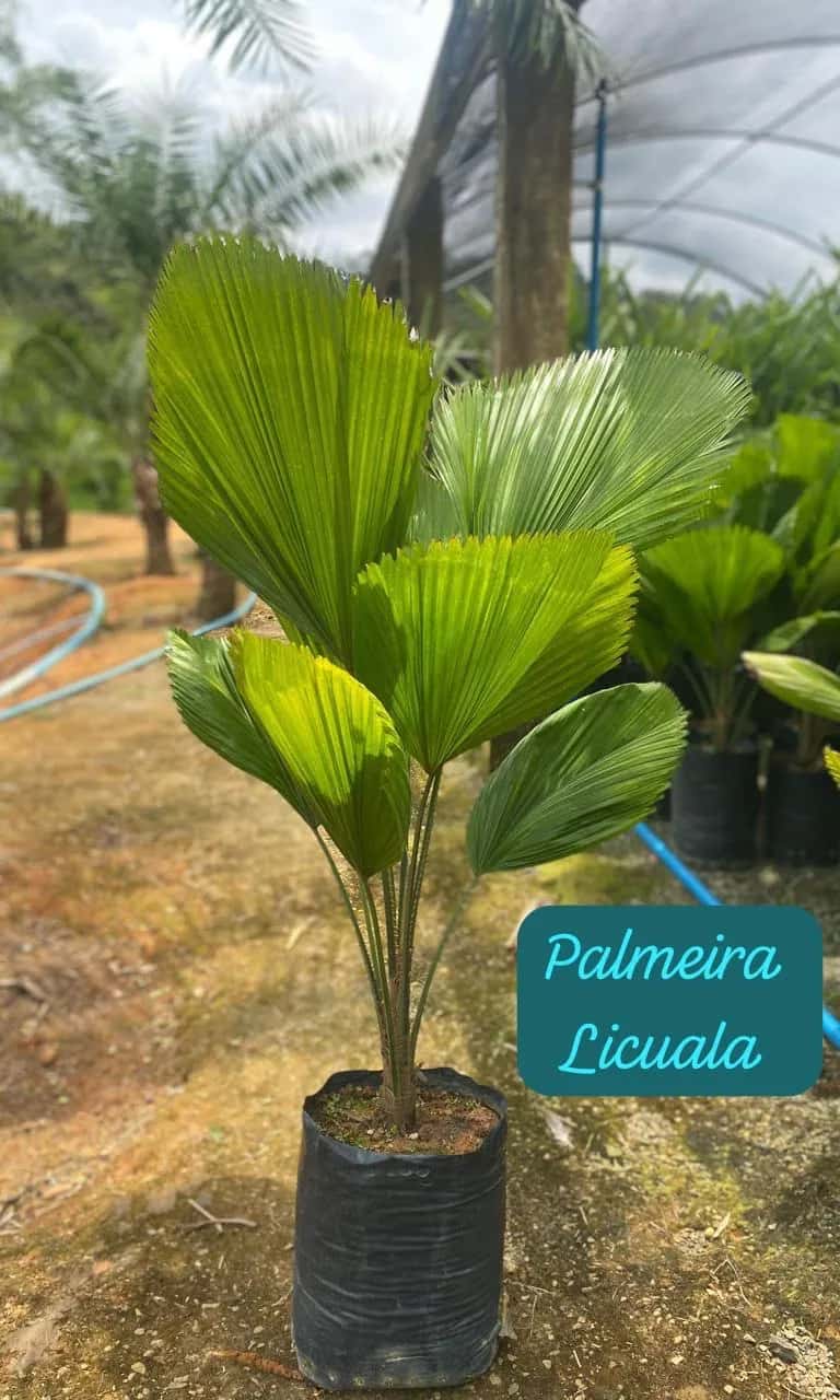 Foto: Palmeira-licuala no viveiro do Horto Moura Brasil (etiqueta: “Palmeira Licuala”).