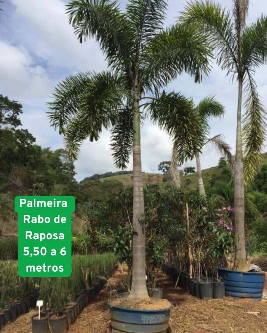 Foto: Palmeira-rabo-de-raposa no viveiro do Horto Moura Brasil.