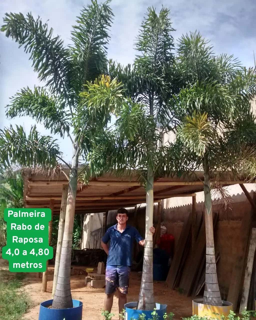 Foto: Palmeira-rabo-de-raposa no viveiro do Horto Moura Brasil (etiqueta: “Palmeira Rabo de Raposa 4,0 a 4,80 metros”).