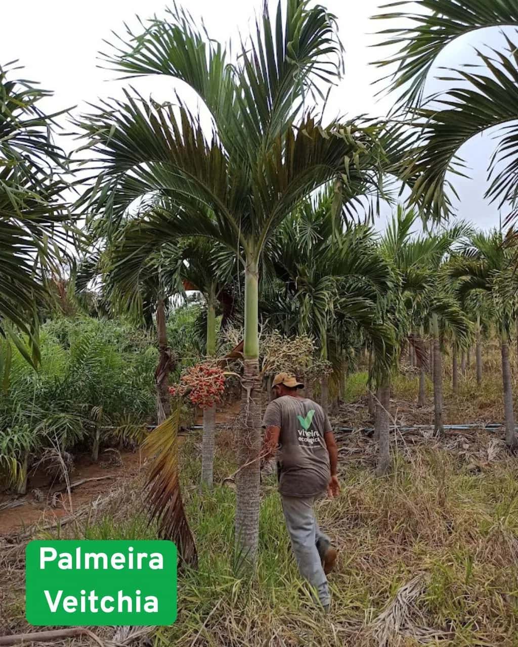 Foto: Palmeira-veitchia no viveiro do Horto Moura Brasil (etiqueta: “Palmeira Veitchia”).